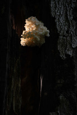  Coral tooth fungus (Hericium coralloides) - Croatia