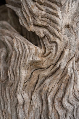 Olive tree bark - Montenegro