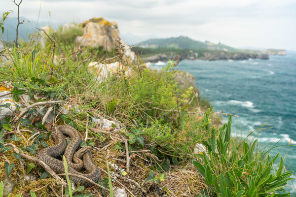 Smooth snake (Coronella austriaca) - Cantabrian coast