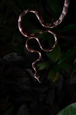 Blunthead tree snake (Imantodes cenchoa)