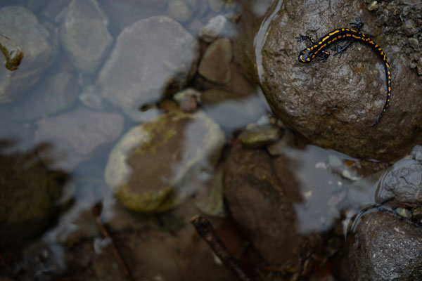 Caucasian salamander (Mertensiella caucasica) - Samtskhe-Javakheti