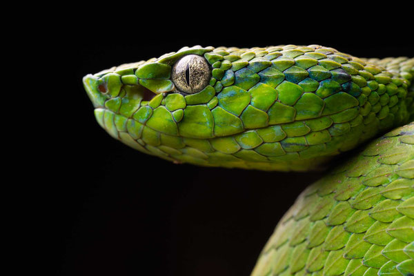 Side-striped palm pitviper (Bothriechis lateralis)