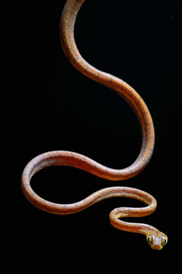 Western tree snake (Imantodes inornatus)