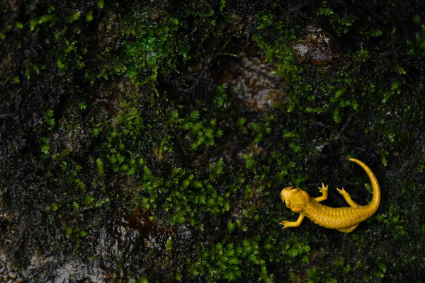 Fire salamander (salamandra salamandra bernandezi) - Cantabrian mountains