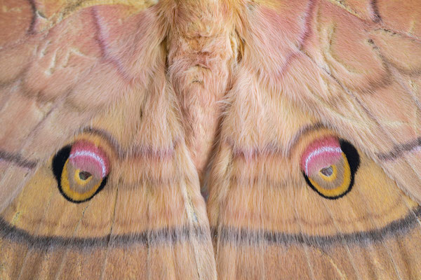 Japanese silk moth (Antheraea yamamai) - Croatia