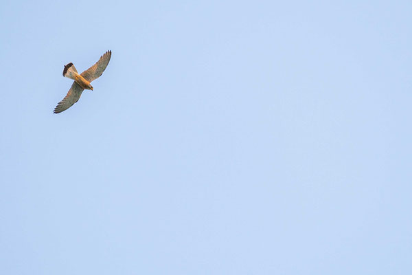  Lesser kestrel (Falco naumanni) - Kakheti