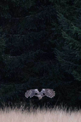 Ural owl (Strix uralensis) - Croatia