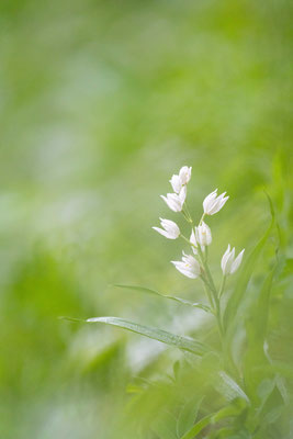Narrow-leaved helleborine (Cephalanthera longifolia) - Slowenia