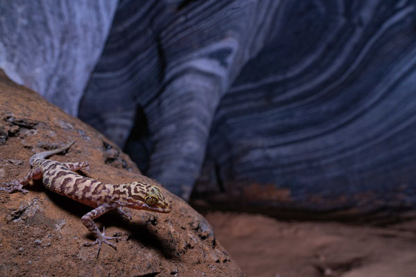 Tak bent-toed gecko (Cyrtodactylus amphipetraeus)
