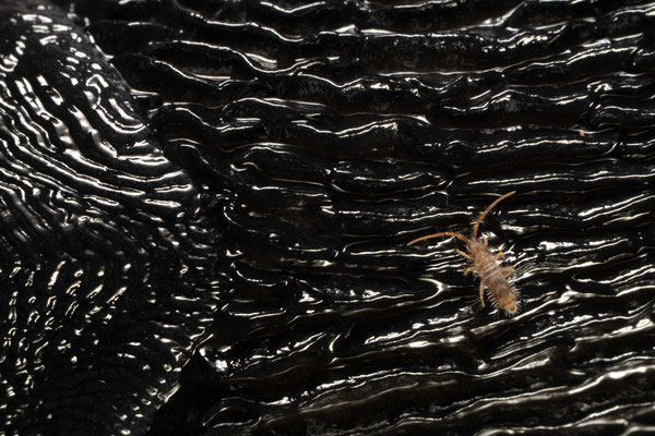Springtail (Collembola sp.) on Ash-black slug (Limax cinereoniger) - Croatia