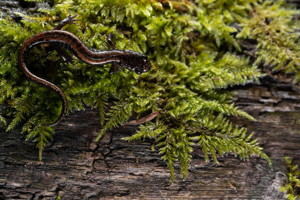 Gold-striped salamander (Chioglossa lusitanica) - 