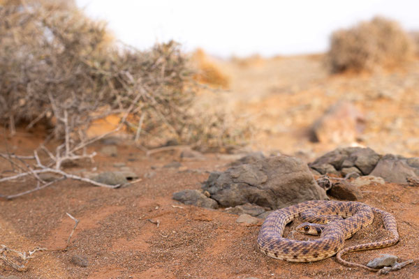 False cobra (Malpolon moilensis) - Sahara desert