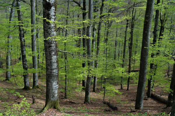 Beech forest - Slowenia