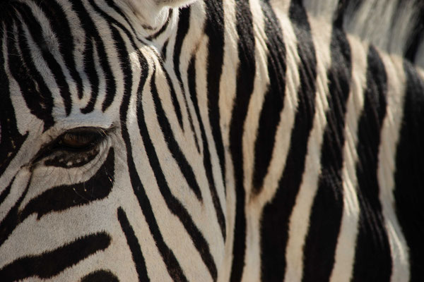 Plains zebra (Equus quagga) - Etosha National Park