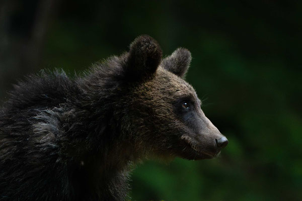 Brown bear (Ursus arctos) - Romania