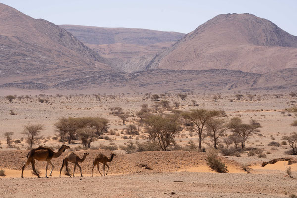 Dromedary (Camelus dromedarius) - Sahara desert