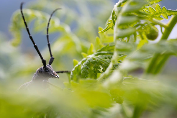 Longhorn beetle (Morimus asper) - Batumi