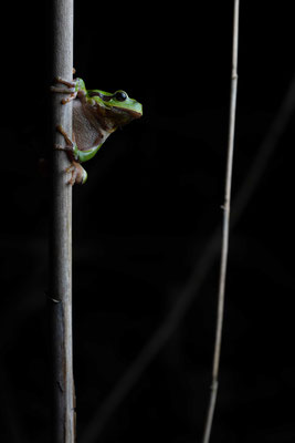European tree frog (Hyla arborea) - Slowenia