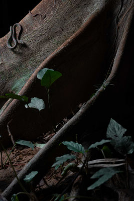 Phuket pit viper (Trimeresurus phuketensis)