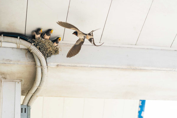 Barn swallow (Hirundo rustica) - Croatia
