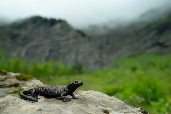 Alpine salamander (Salamandra atra) - Switzerland