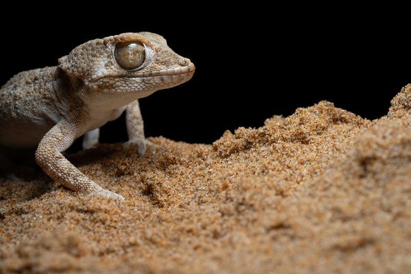 Helmethead gecko (Tarentola chazaliae) - Sahara desert