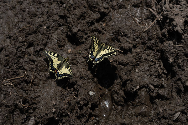 Old World swallowtail (Papilio machaon) - Cantabrian mountains