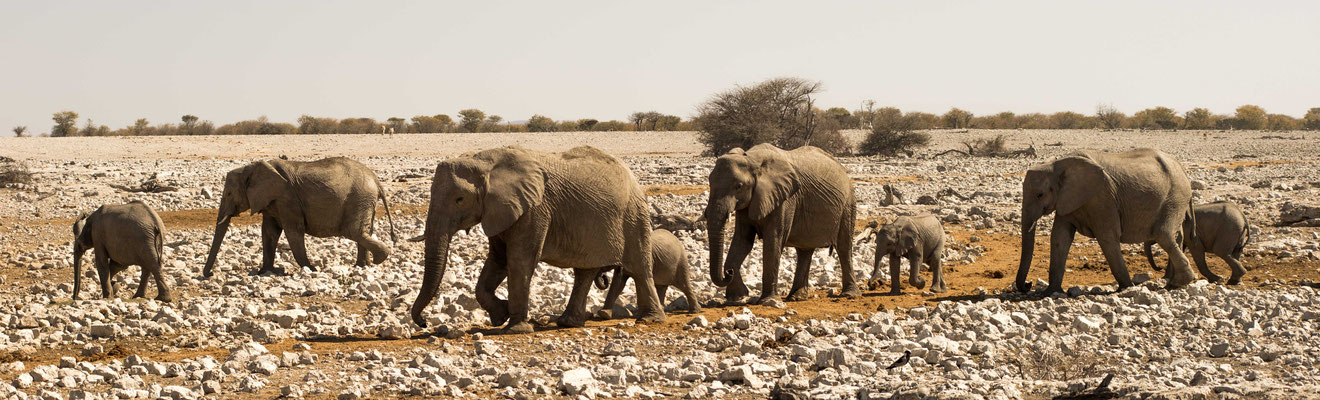 African bush elephant (Loxodonta africana) - Etosha National Park