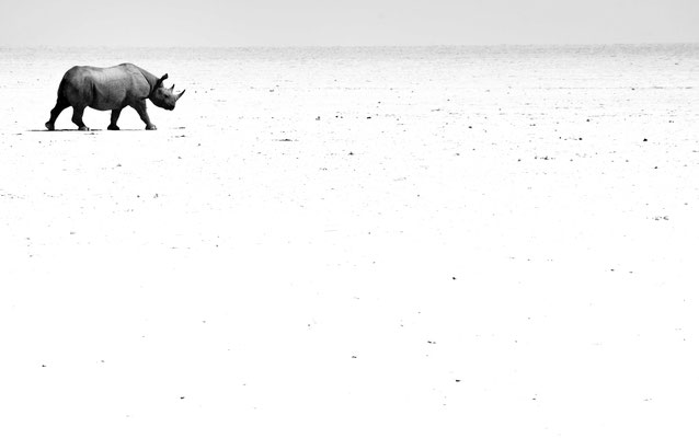 Black rhinoceros (Diceros bicornis) - Etosha National Park