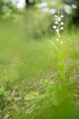 Narrow-leaved helleborine (Cephalanthera longifolia) - Adjara