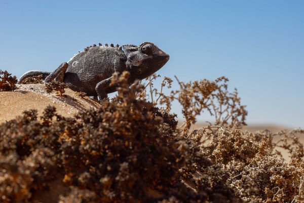 Namaqua chameleon (Chamaeleo namaquensis) - Namib Desert