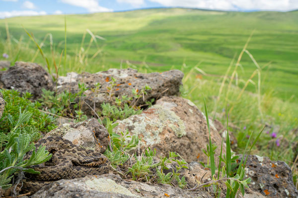 Armenian steppe viper (Vipera renardi eriwanensis) - Samtskhe-Javakheti