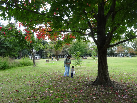 10月14日（水）彩の森公園で葉っぱでカードつくり　次回は10月28日（水）木の実を見つけよう！一緒にあそびましょう。