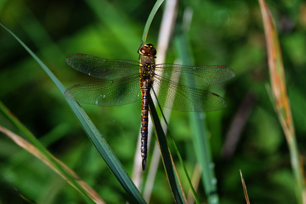 Frühe Mosaicklibelle