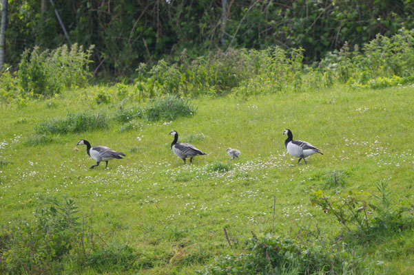 Kanadagans mit Küken