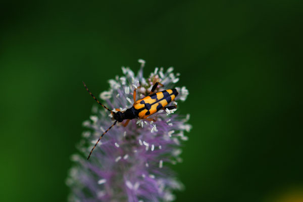 Gefleckter Schmalbockkäfer