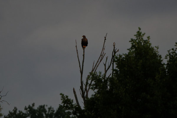 Seeadler am Malchiner See