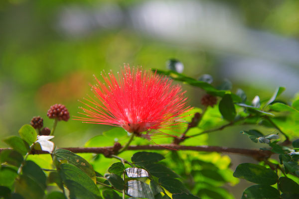 Calliandra haematocephala, Mimose, Fabaceae