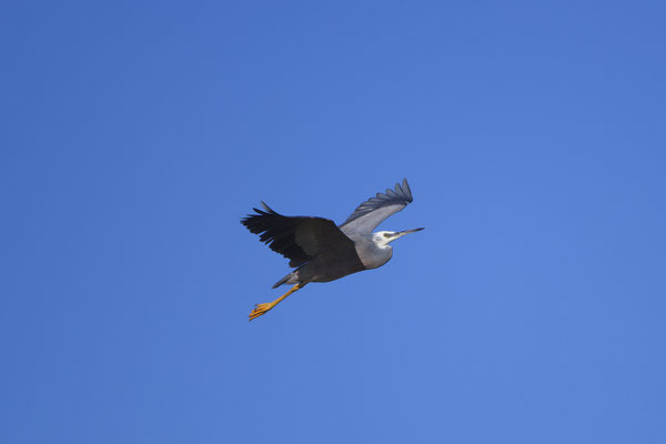 White Faced Heron