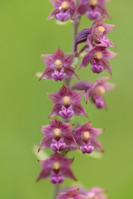 Braun-rote Stendelwurz (Epipactis atrorubens)