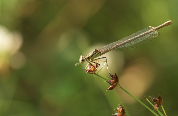 blaue Federlibelle, Weibchen