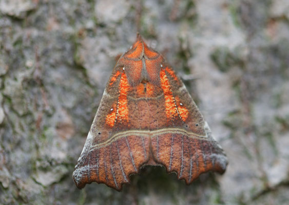 Scoliopteryx libatrix (Linnaeus, 1758) Zackeneule, Zimteule, Krebssuppe