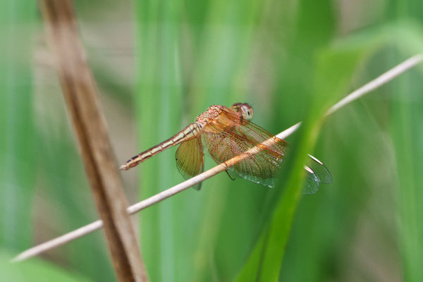 Painted Grasshawk, Neurothemis stigmatizans stigmatizans, Weibchen