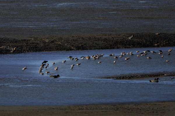 Alpenstrandläufer, Dangast