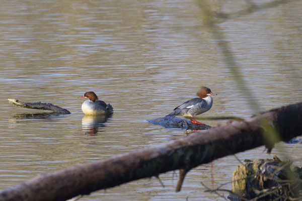 Gänsesäger, Weibchen