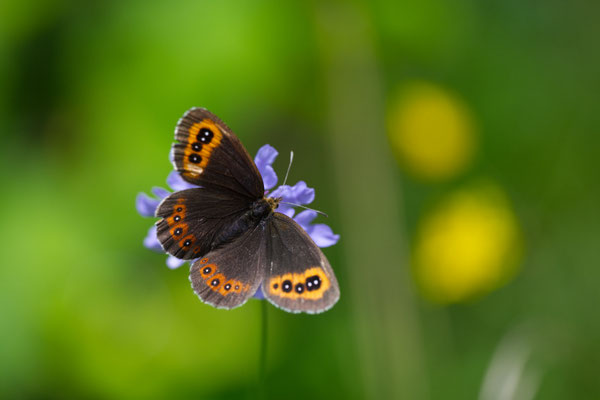 Graubindiger Mohrenfalter