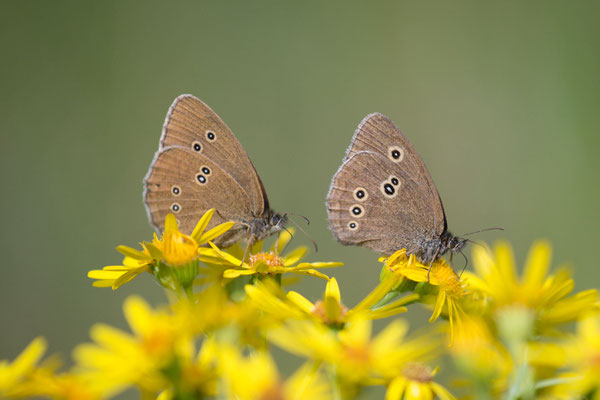 brauner Waldvogel