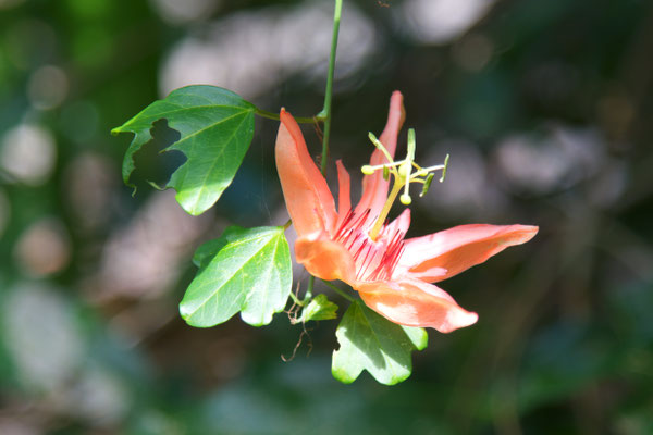 Passiflora aurantia, Passionsblume