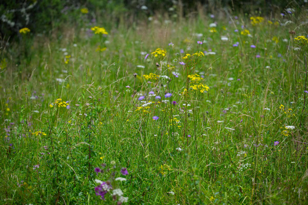 Magerrasen mit vielen Blumen, da er nicht gedüngt wird