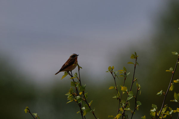 Braunkehlchen, Stapeler Moor